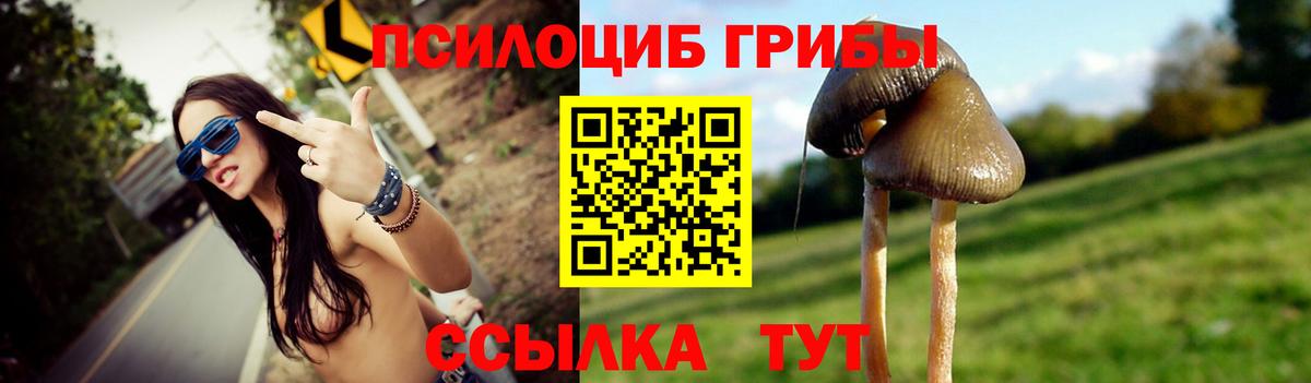 Галлюциногенные грибы Psilocybe Сосновый Бор